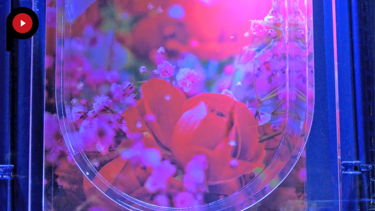 【 すみだ水族館 】くらげ展示 Mika Ninagawa&rsquo;s jellyfish  | Sumida Aquarium
