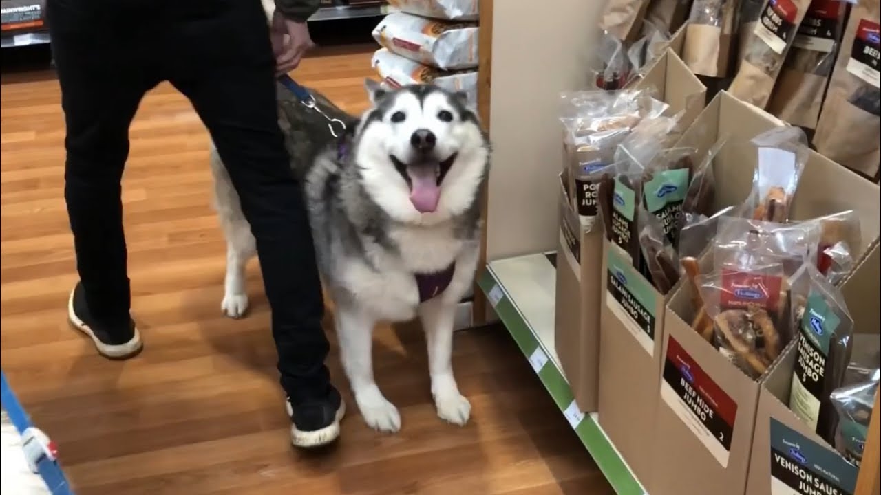 Taking my huskies to the dog supermarket for their birthday!!
