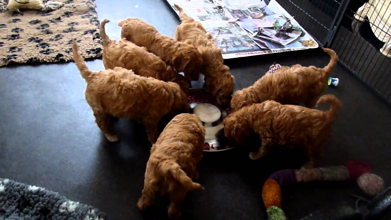 grote poedel puppen