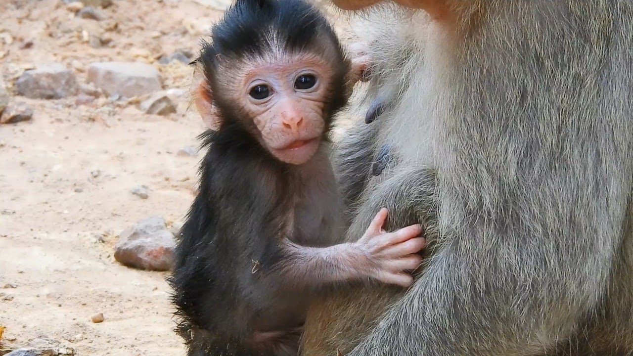 Look So Good New Born Baby Monkey Ale With Mom Monkey Angel