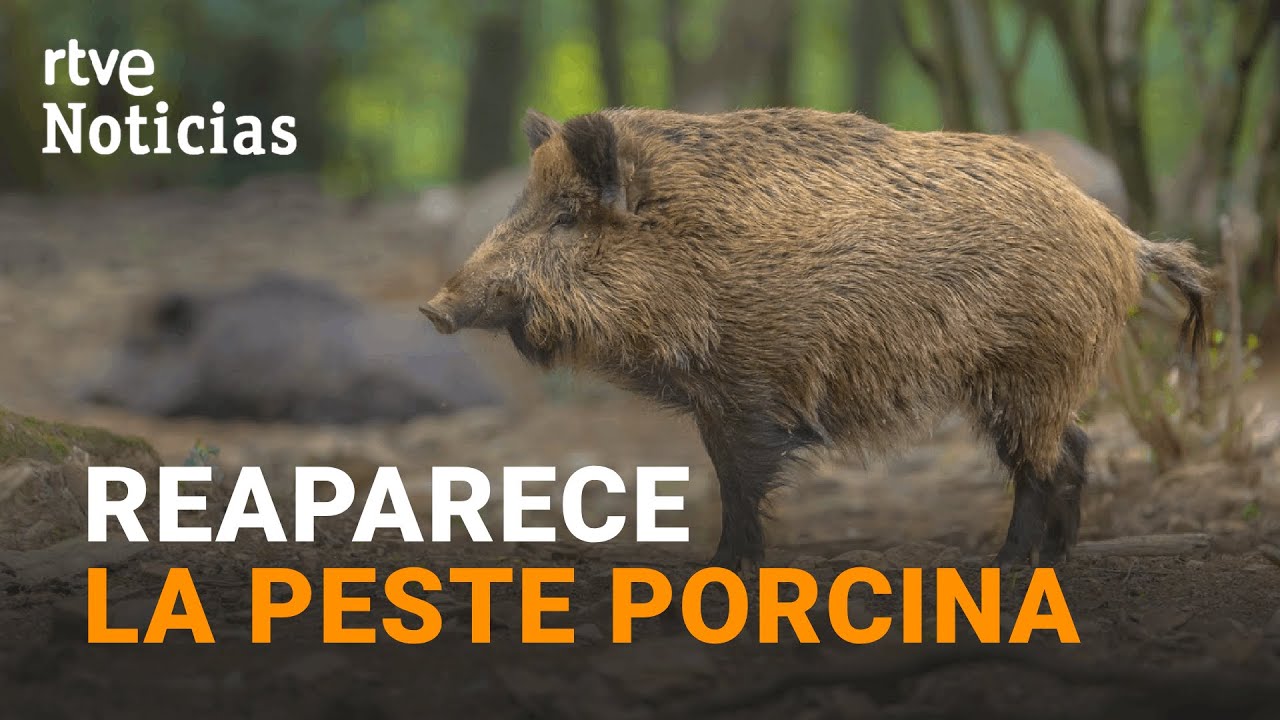DOS CASOS de PESTE PORCINA AFRICANA en JABALÍES MUERTOS en BARCELONA | RTVE