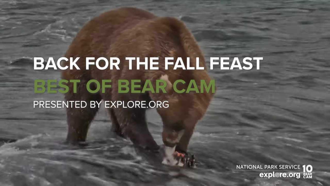 32 Chunk, 435 Holly and More are Back for the Fall Feast | Best of Bear Cam