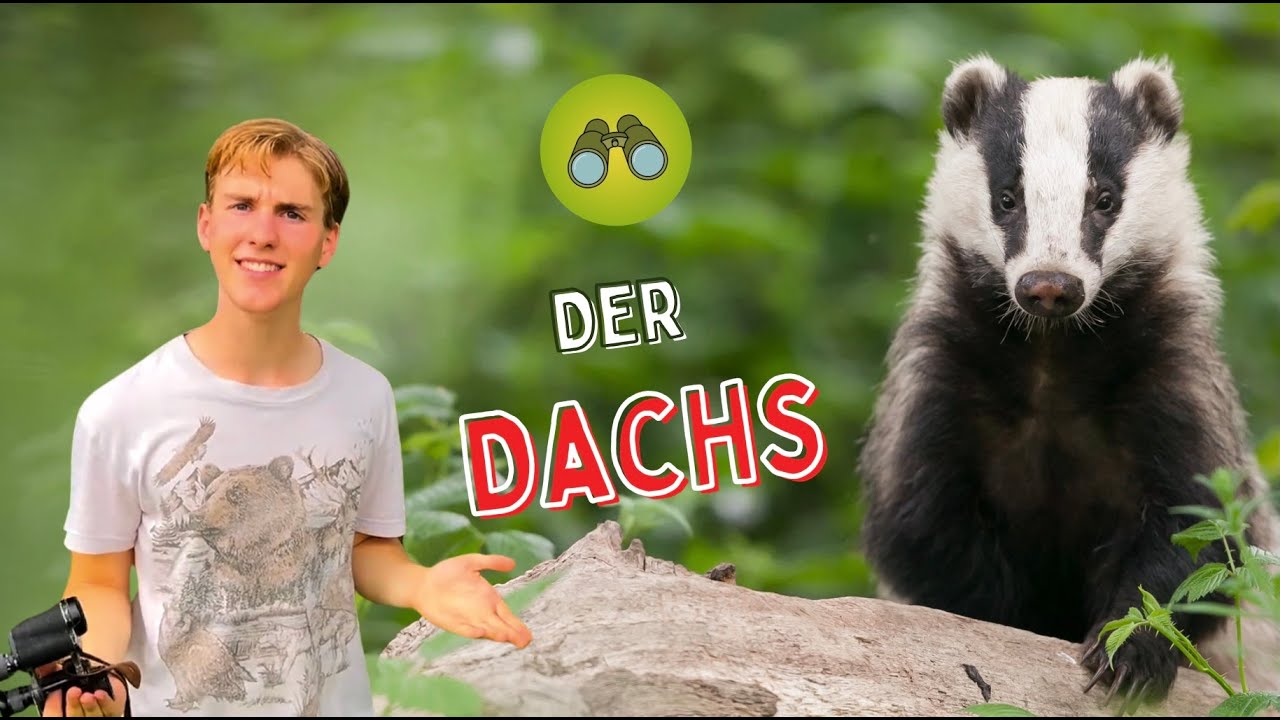 Dachs Doku für Kinder