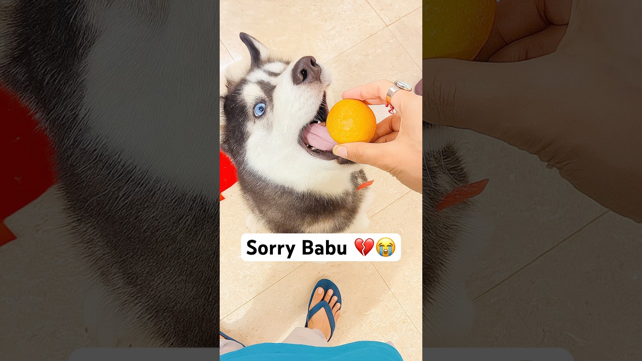 The power of husky dog🚨😡 #shorts #dog #husky #rottweiler #doglife | Review reloaded