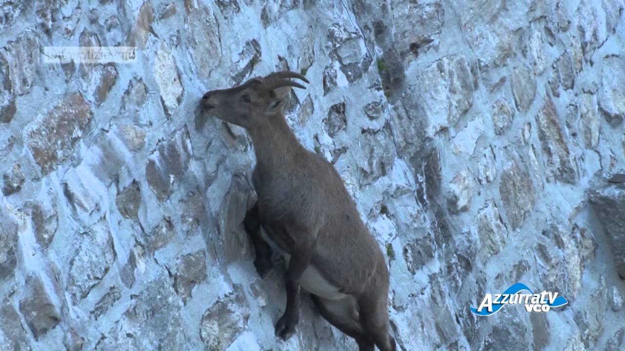 Valle Antrona, il regno degli stambecchi