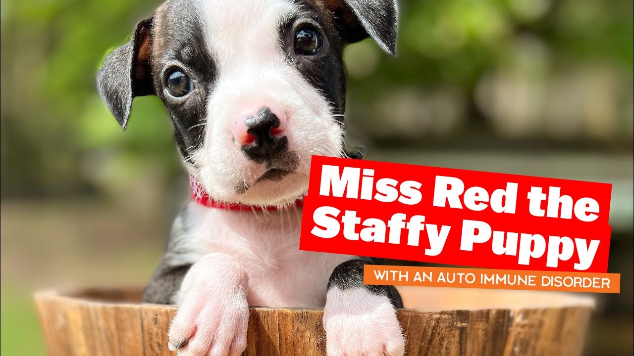 Miss Red the Staffy Puppy with an Auto Immune Disorder