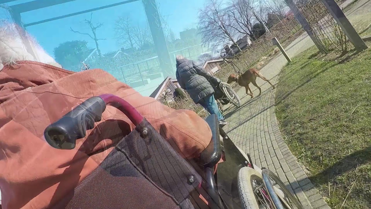 vizsla moeder en dochter op bezoek bij Beth San