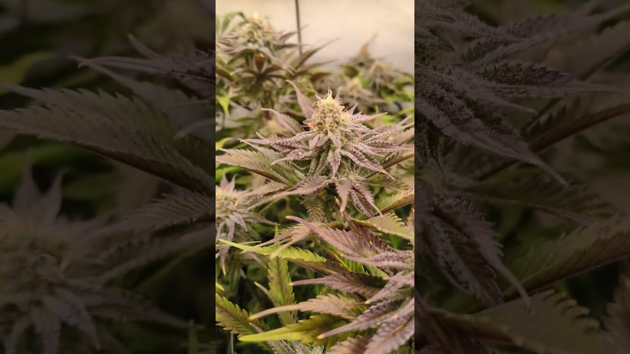 Week 6 - Flower Update 🔥#plants #soil #orangebud