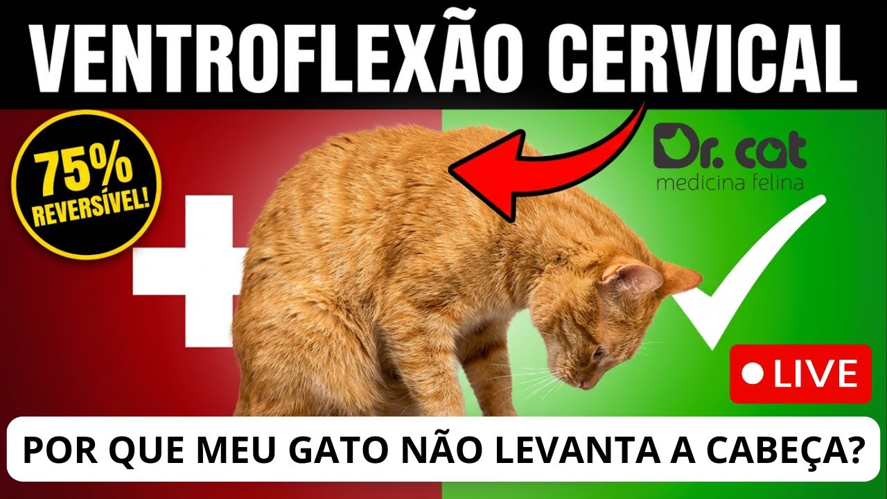 NEUROLOGIA FELINA | Ventroflexão Cervical: Do Diagnóstico ao Tratamento (75% Reversível!)