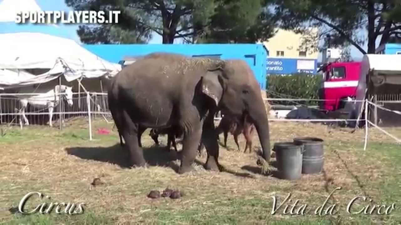 CIRCUS Prima Parte