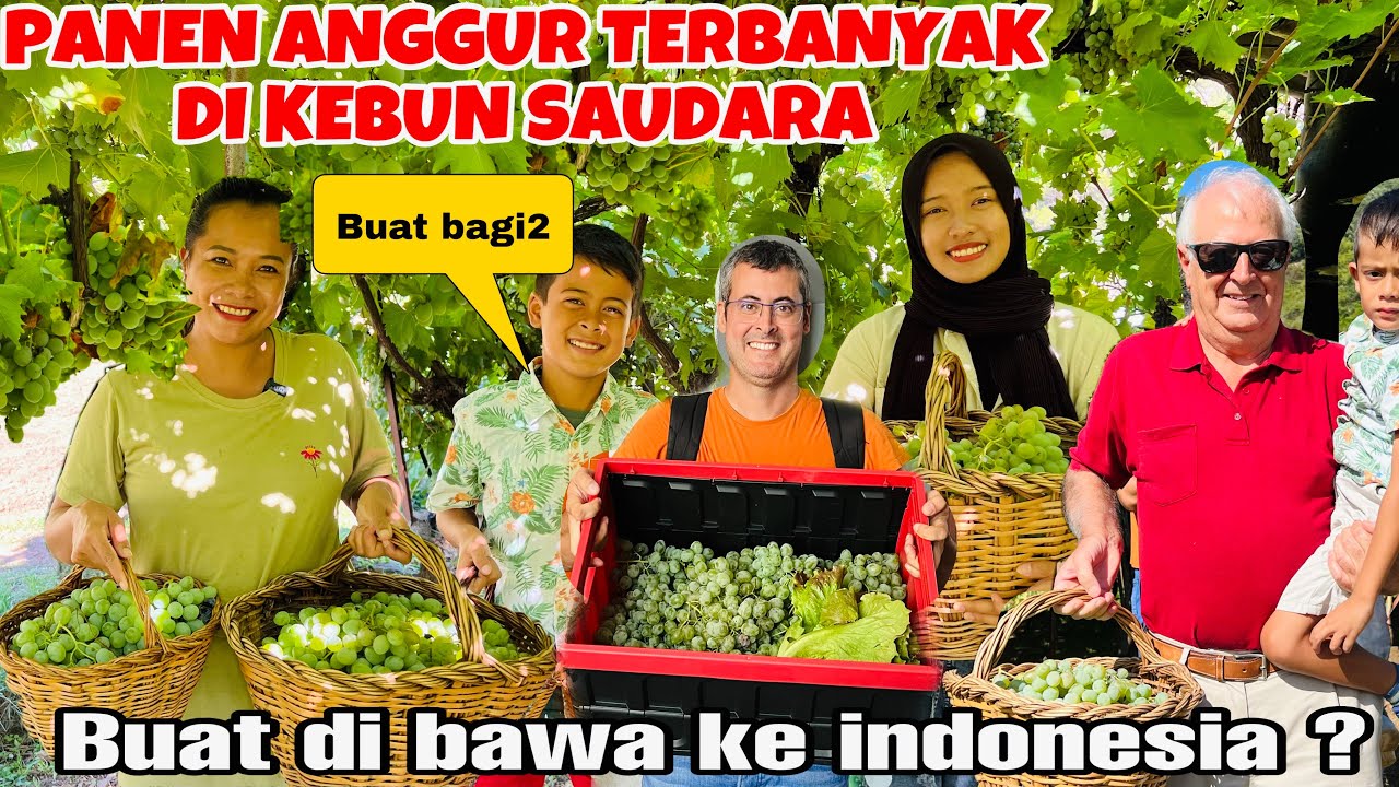 PANEN ANGGUR TERBANYAK DI KEBUN SAUDARA ,PUTRIKU BAHAGIA KARENA BISA MERASAKAN PANEN2 BESAR