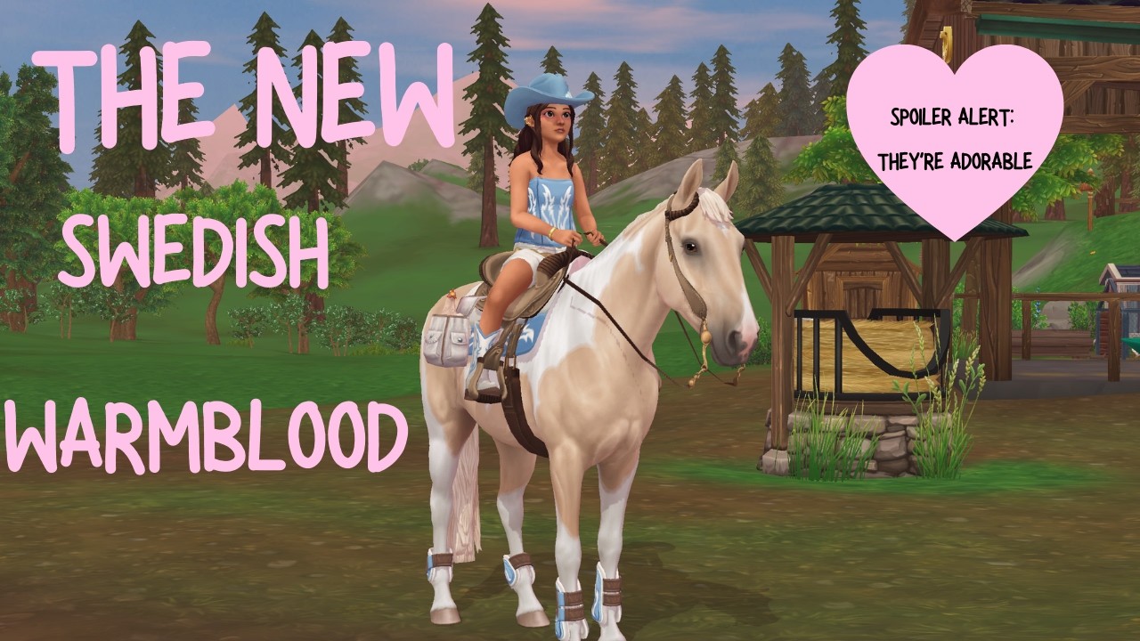 Buying the Swedish Warmblood!