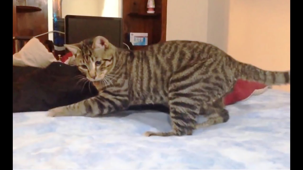 Cats Confused by Waterbeds