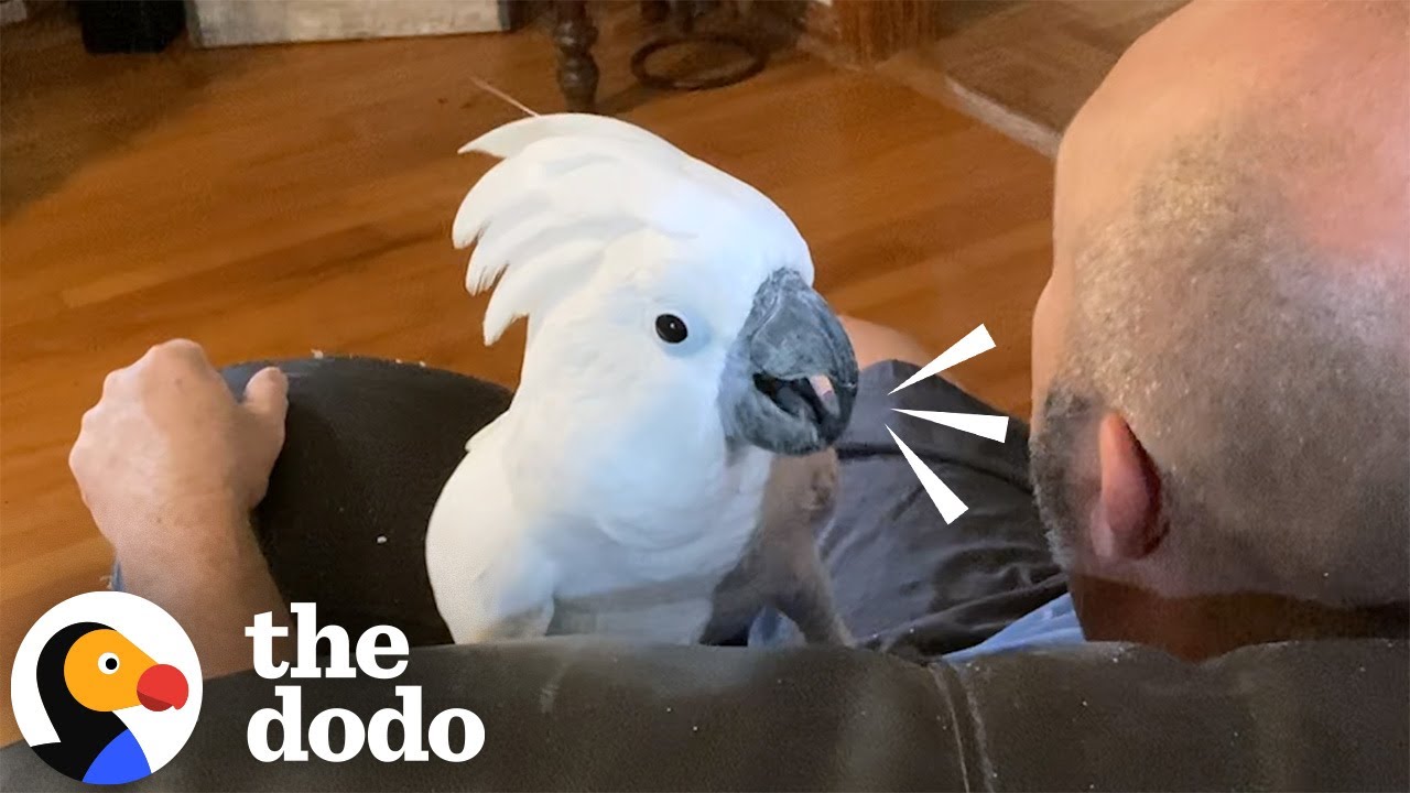 Cockatoo Runs To Dad When He Comes Home From Work Every Day | The Dodo