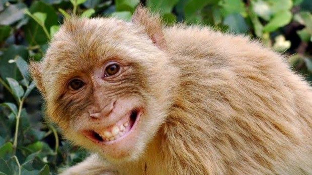 Funny and Cute Monkey Videos Compilation 2020 - Monkey Videos- Aww Clips