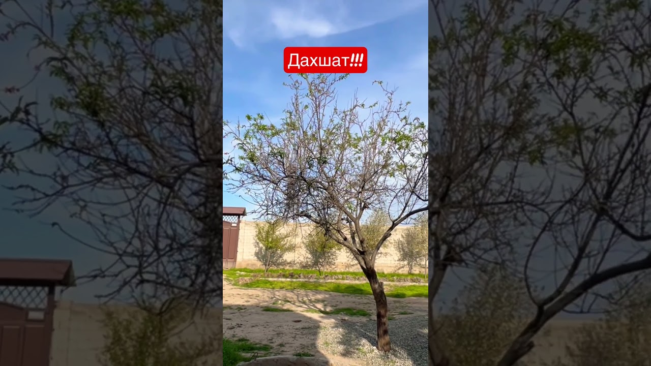 Дахшат!!! Обизателно все нада смотрет 2023