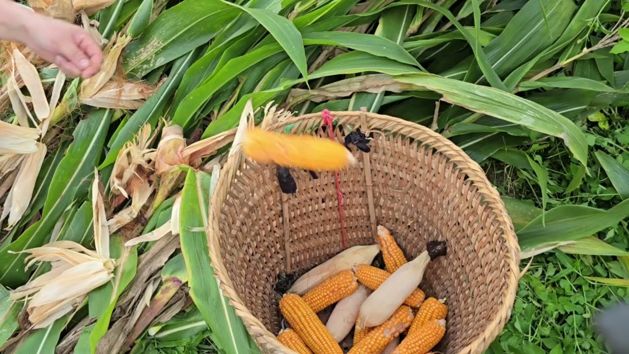 Một ngày thu hoạch ngô - cuộc sống vùng quê thanh bình
