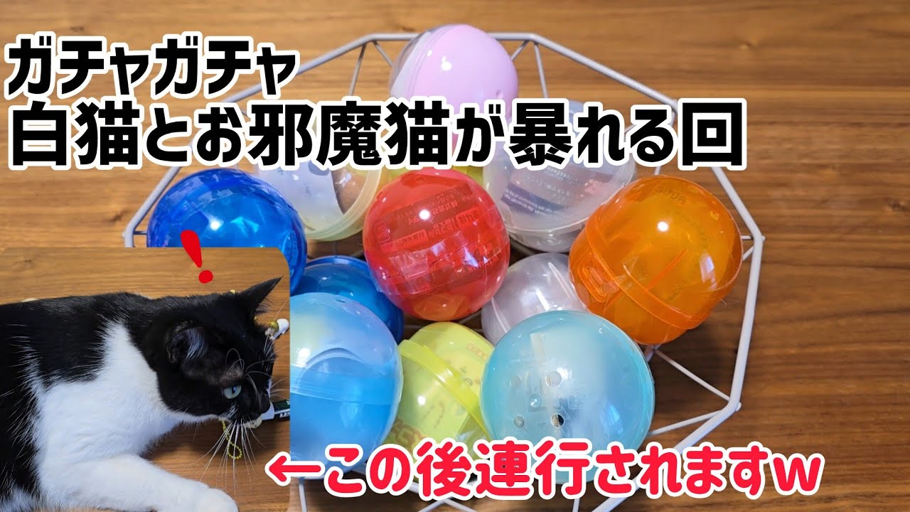 【ガチャガチャ】お邪魔ネコが大暴れの回ww