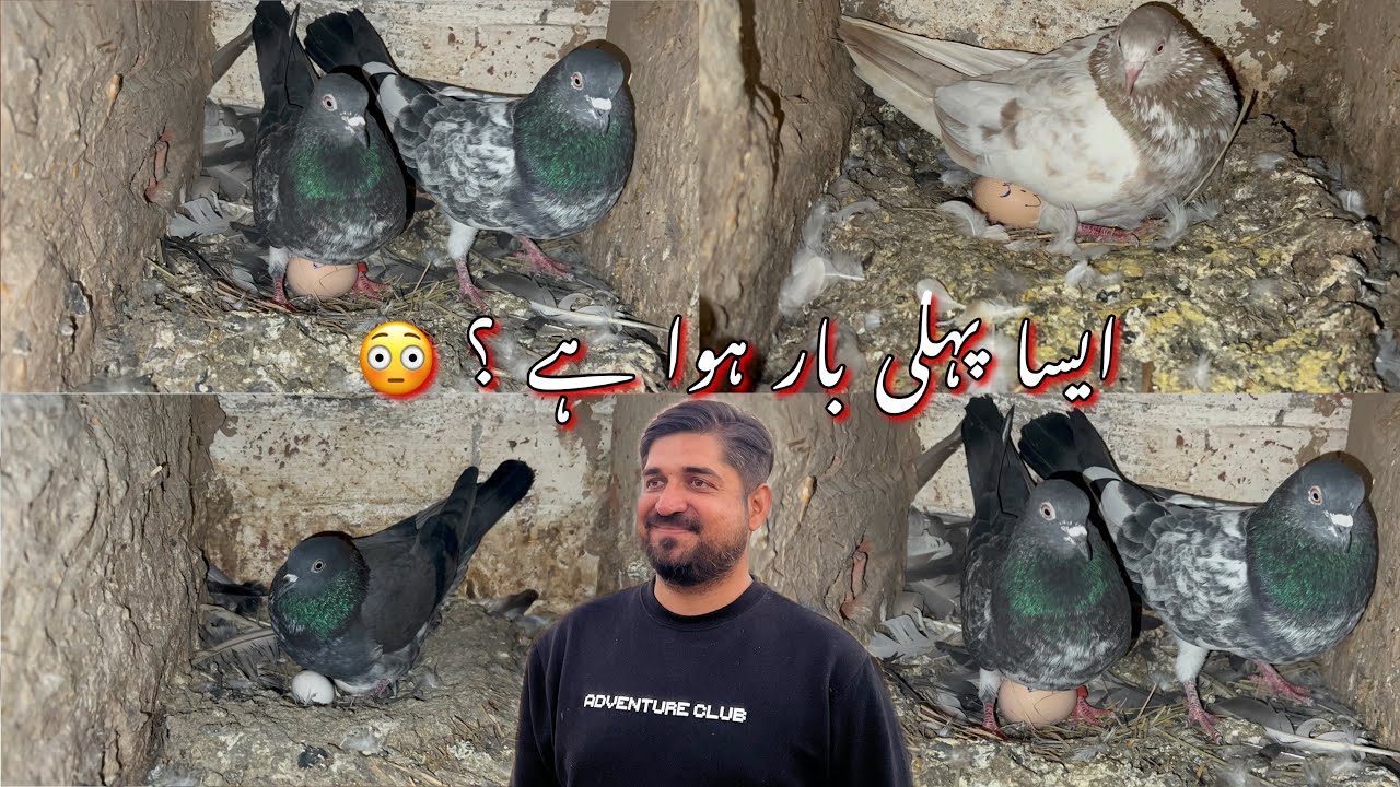 How Big pigeons egg ? 😳🤣 phli bar aisy huwa ?