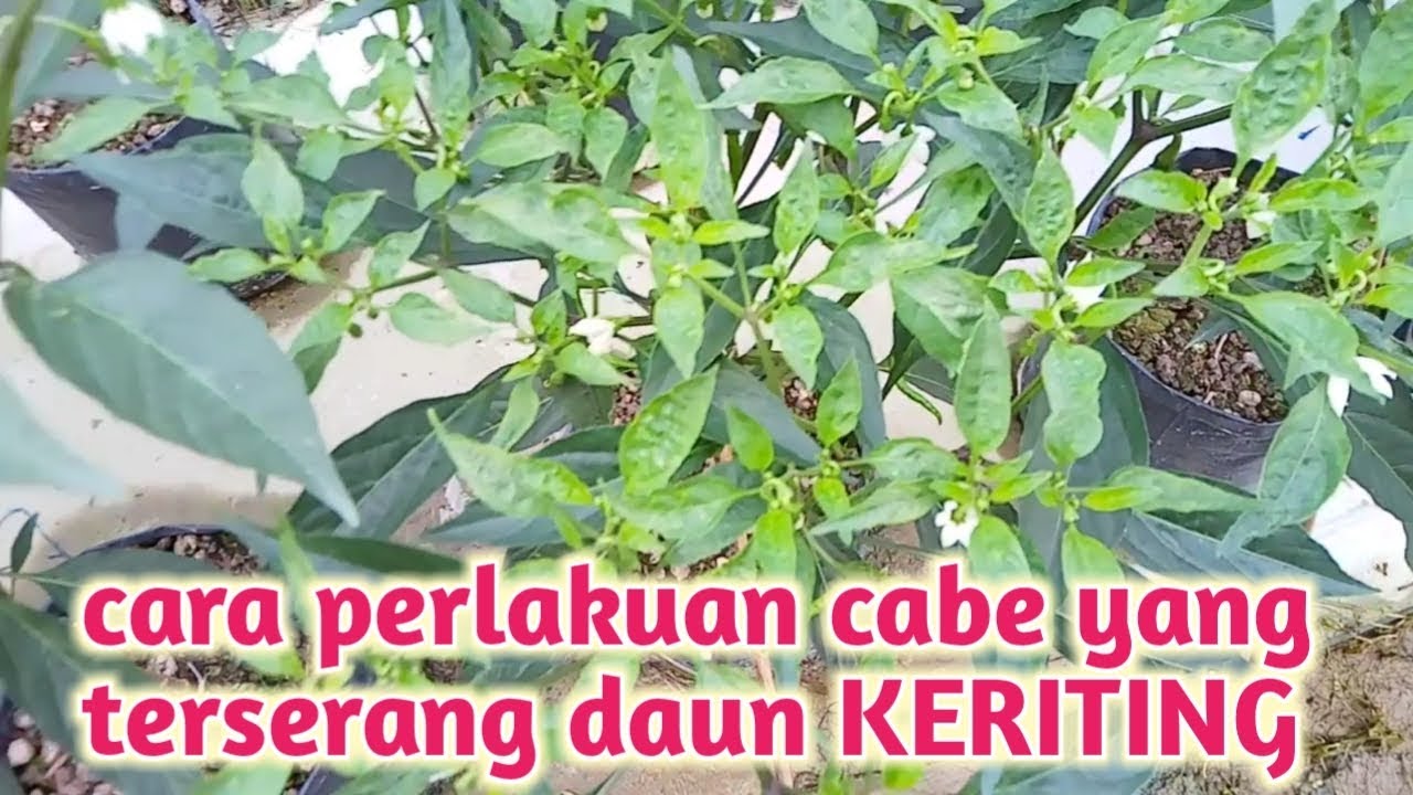 Cara memulihkan daun cabe yang keriting