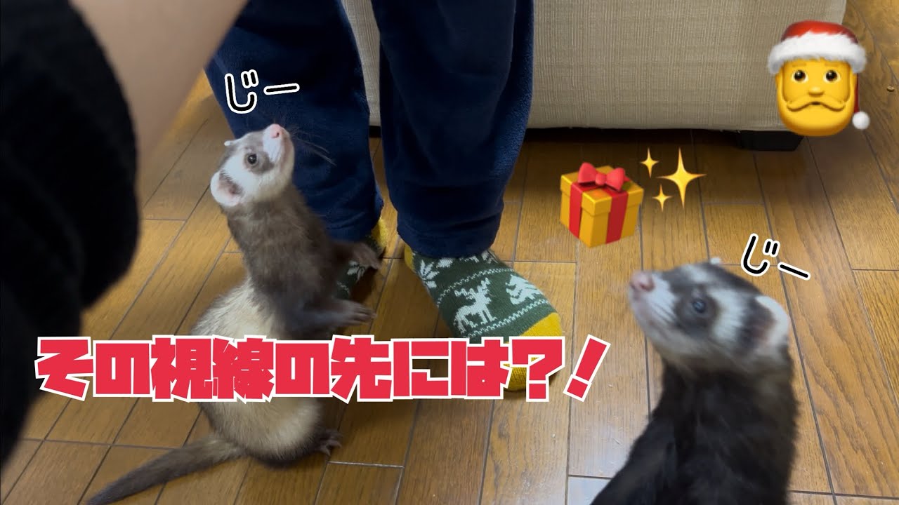 そういえばの【フェレット】のクリスマス2025.🎄#ダウくん#ボフくん#ferret