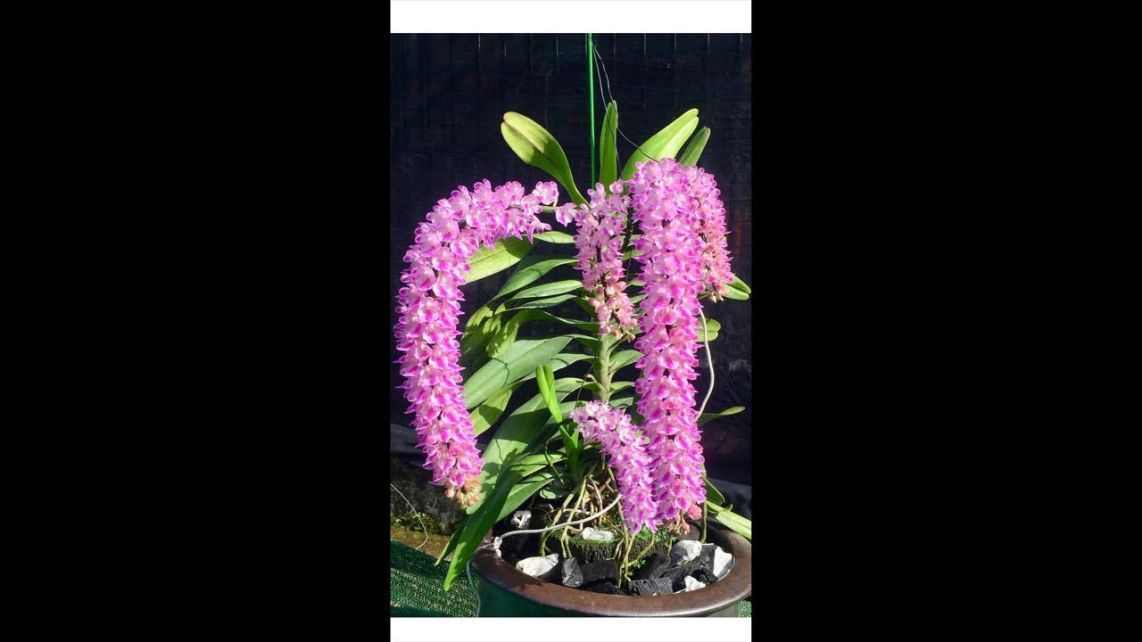 Thanh lý hết vườn rẻ như cho ạ 0374035768