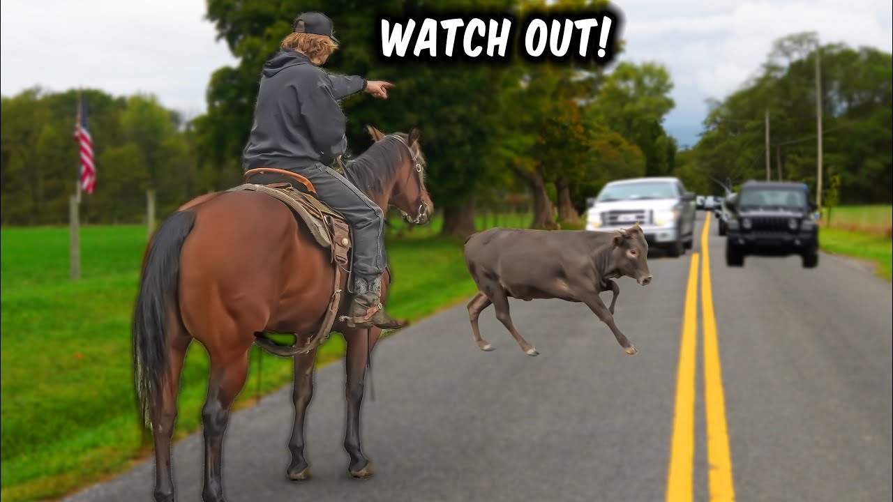 The Creekbend Boyz Catch A COW IN THE ROAD!