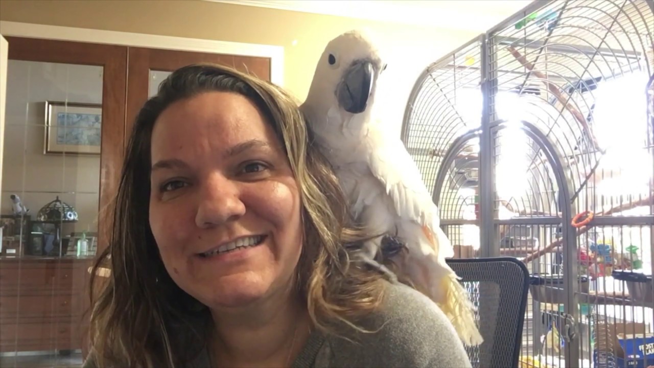 #20 PARROT ATTACKING AND BITING, WHAT WENT WRONG?