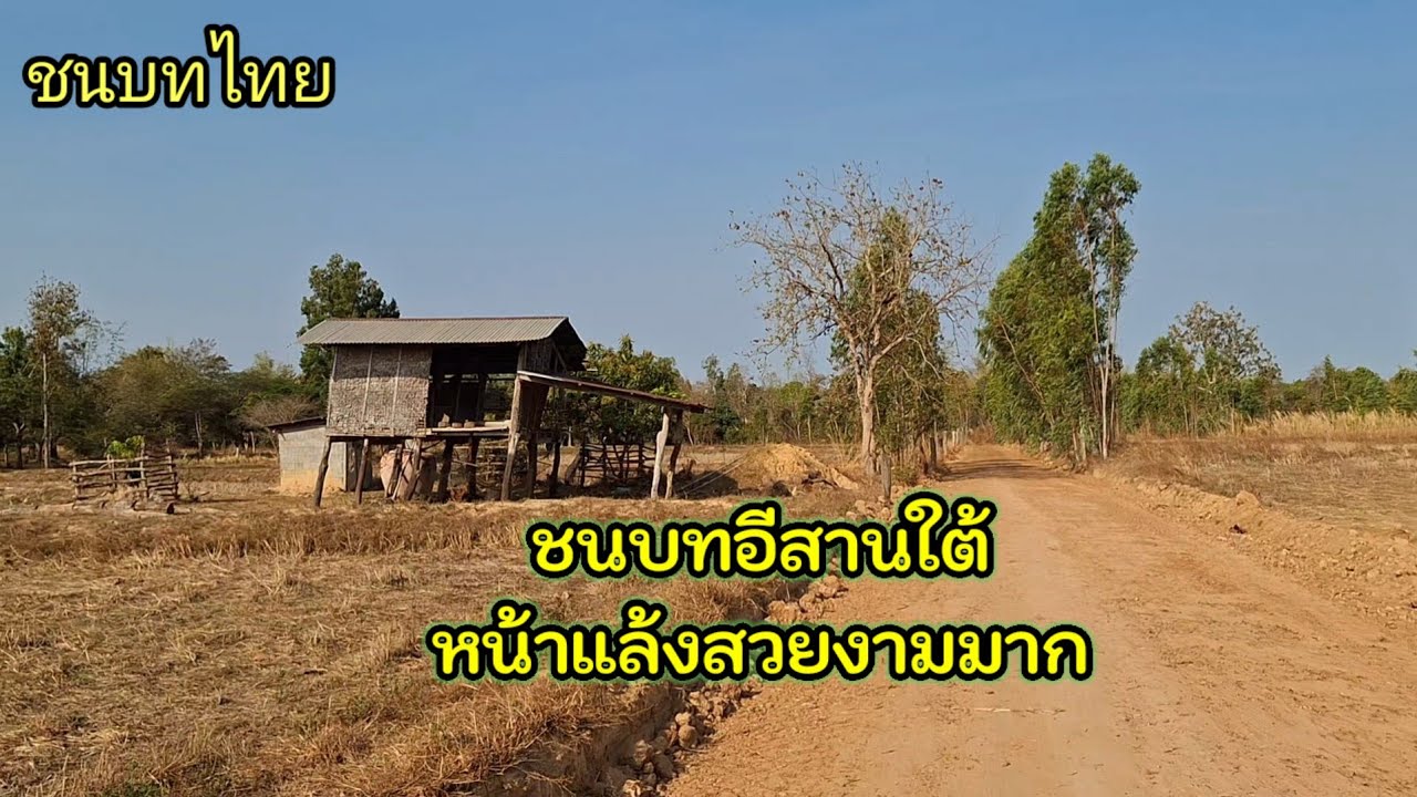 เส้นทางชนบทอีสานใต้  ดอกสะแบงบานเต็มต้น สวยงามสุดคลาสสิค #ชนบทอีสาน