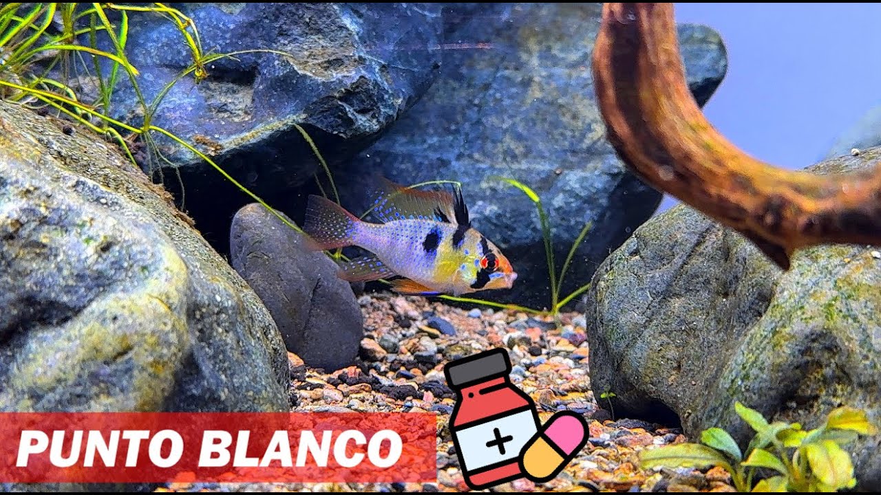 Cómo curar el punto blanco en peces de manera rápida y efectiva 🐟💊 | Acuarios 4K
