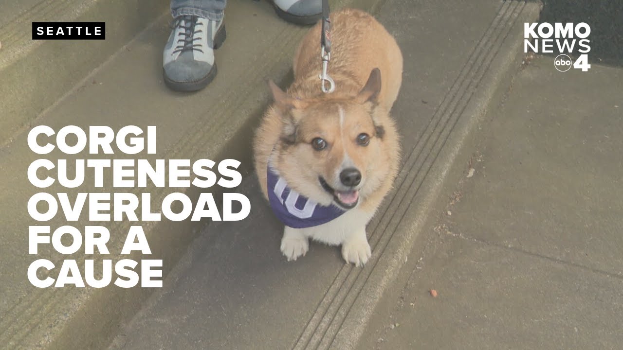 Corgis to race at Emerald Downs as fundraiser for WA Alzheimer's Association