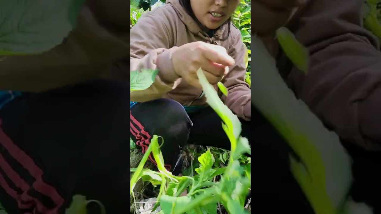 Petik jagung diladang padi 