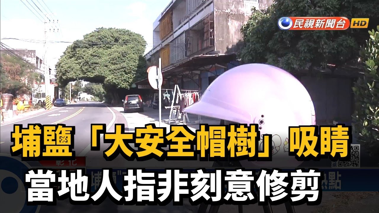 埔鹽「大安全帽樹」吸睛　當地人指非刻意修剪－民視台語新聞