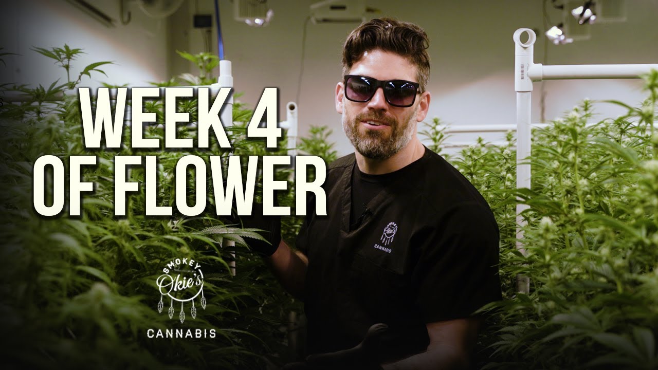 Week 4 of the Cannabis Flowering Period | Week-by-Week Guide with Smokey Okies