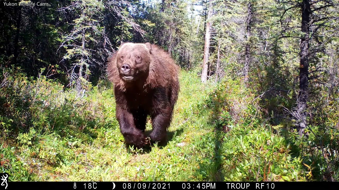 Bear Charges Wildlife Camera in Canada&rsquo;s Yukon Territory