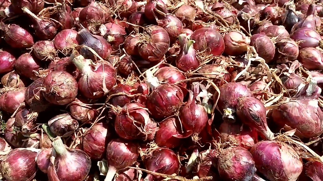 Antonio Pesa Onion Farm 