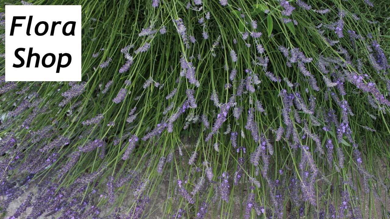 Lavendel trocknen ❁ einfacher Lavendelkolben ❁ Deko Ideen mit Flora-Shop