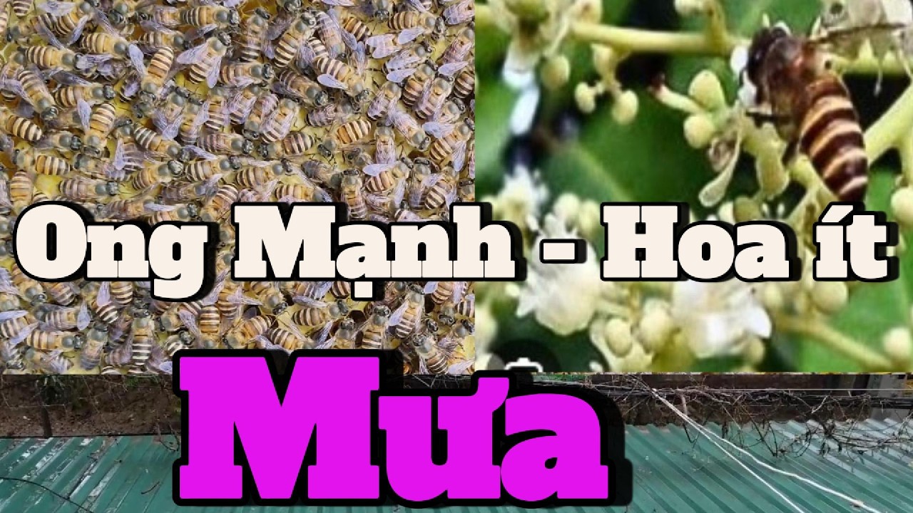 Mất Mùa Hoa Vải, Hoa Nhãn – Kiểm Tra Đàn Ong Thực Tế: Mật Có Về Không?