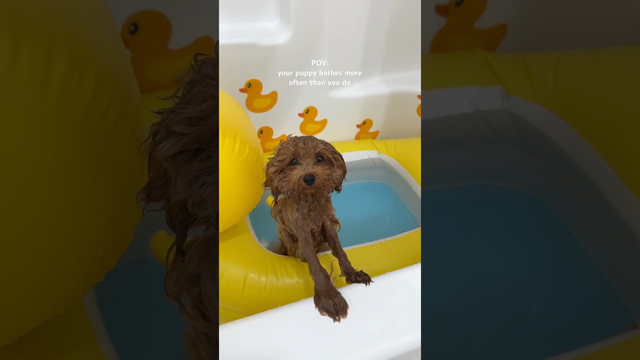 More than 550 million views on a video of my puppy taking a bath 😭🐶🛁 #puppy #bathtime #dog