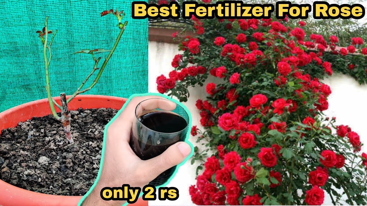 इसके इस्तेमाल से गुलाब पर आएंगे अनगिनत फूल| AMAZING LIQUIED FERTILIZER FOR ROSE |