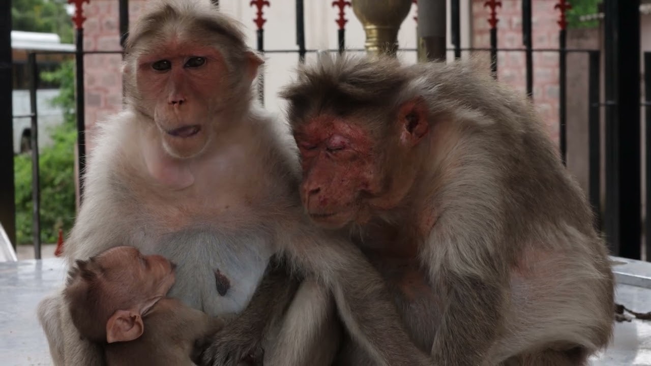 Monkeys having Food with baby monkey Free Video Stock Footage