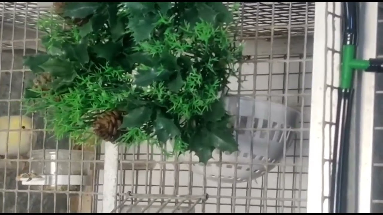 Siskin&rsquo;s pair ready for breading season