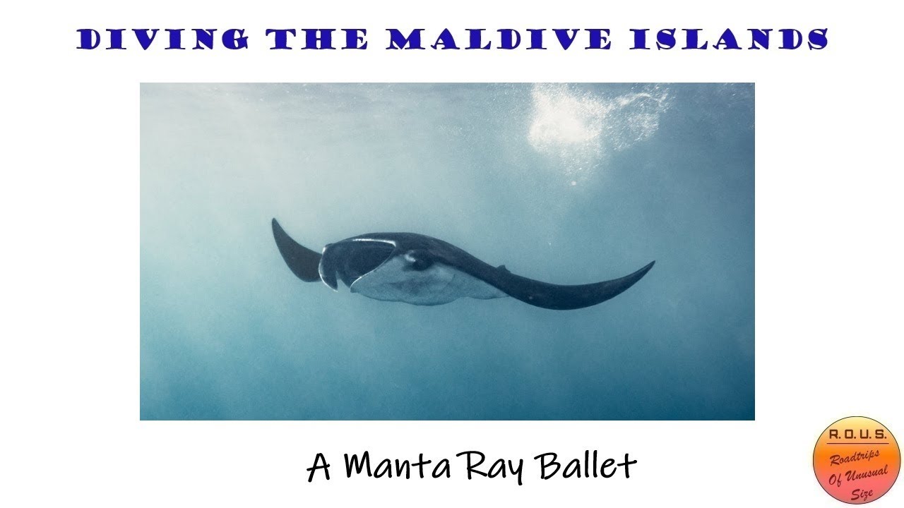 Episode 151:  A Manta Ray Ballet
