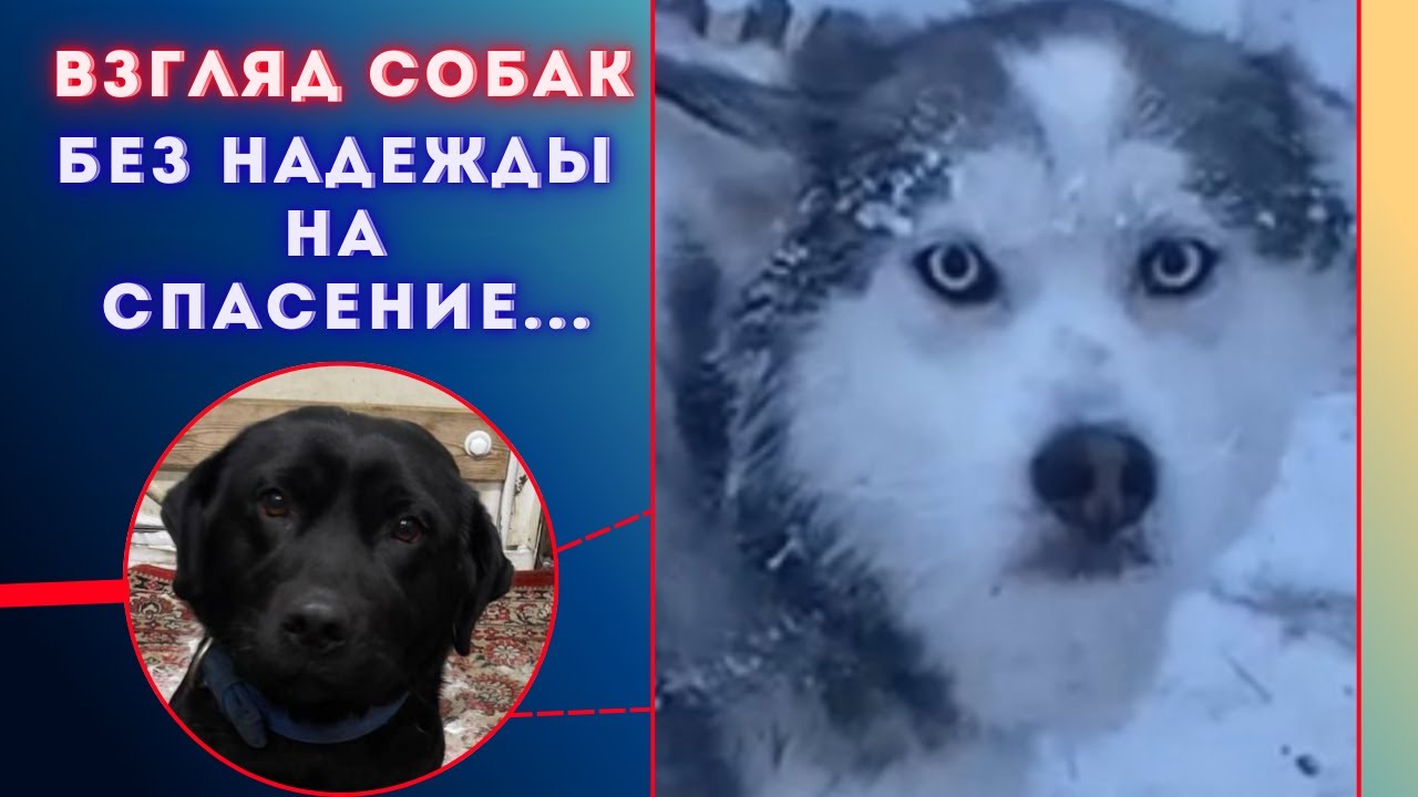 Преданные людьми: правда о породистых собаках на морозе Якутска