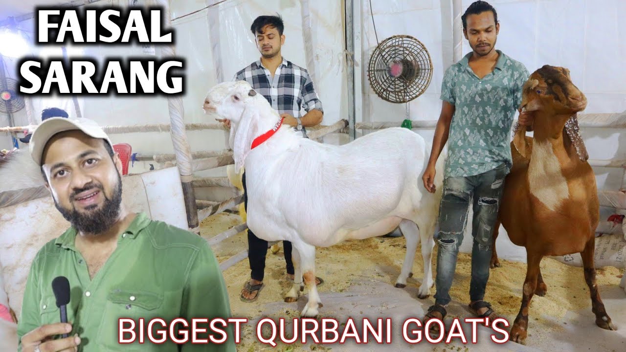 Faisal Sarang's Heaviest Qurbani Goat bakra Eid 2022