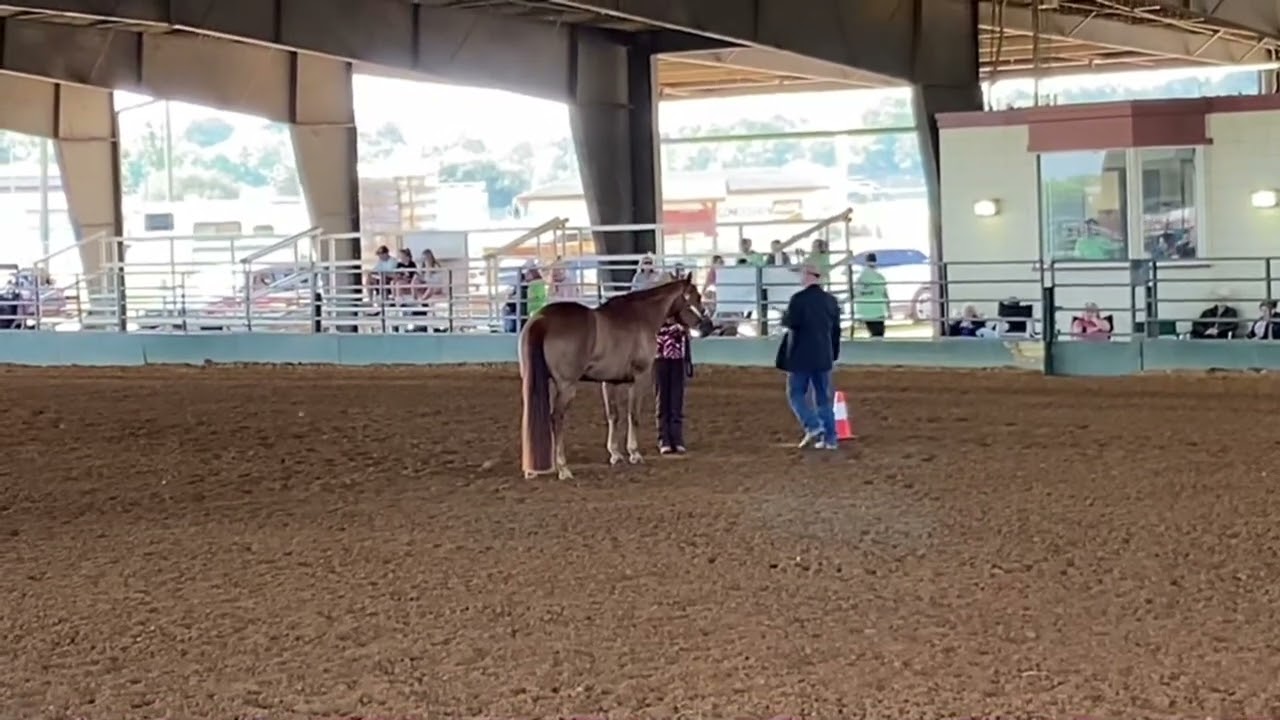 2023 4H State Championship Show Showmanship