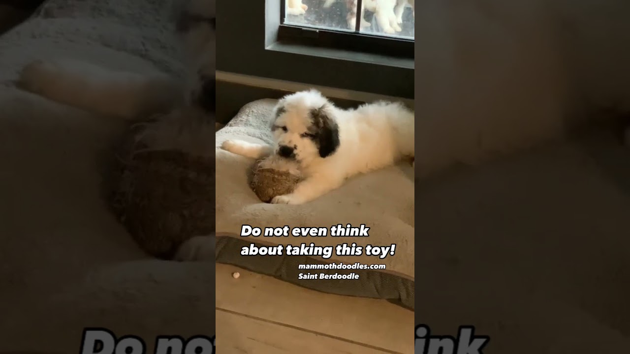 Saint Berdoodle puppy doesn’t want to share. 
