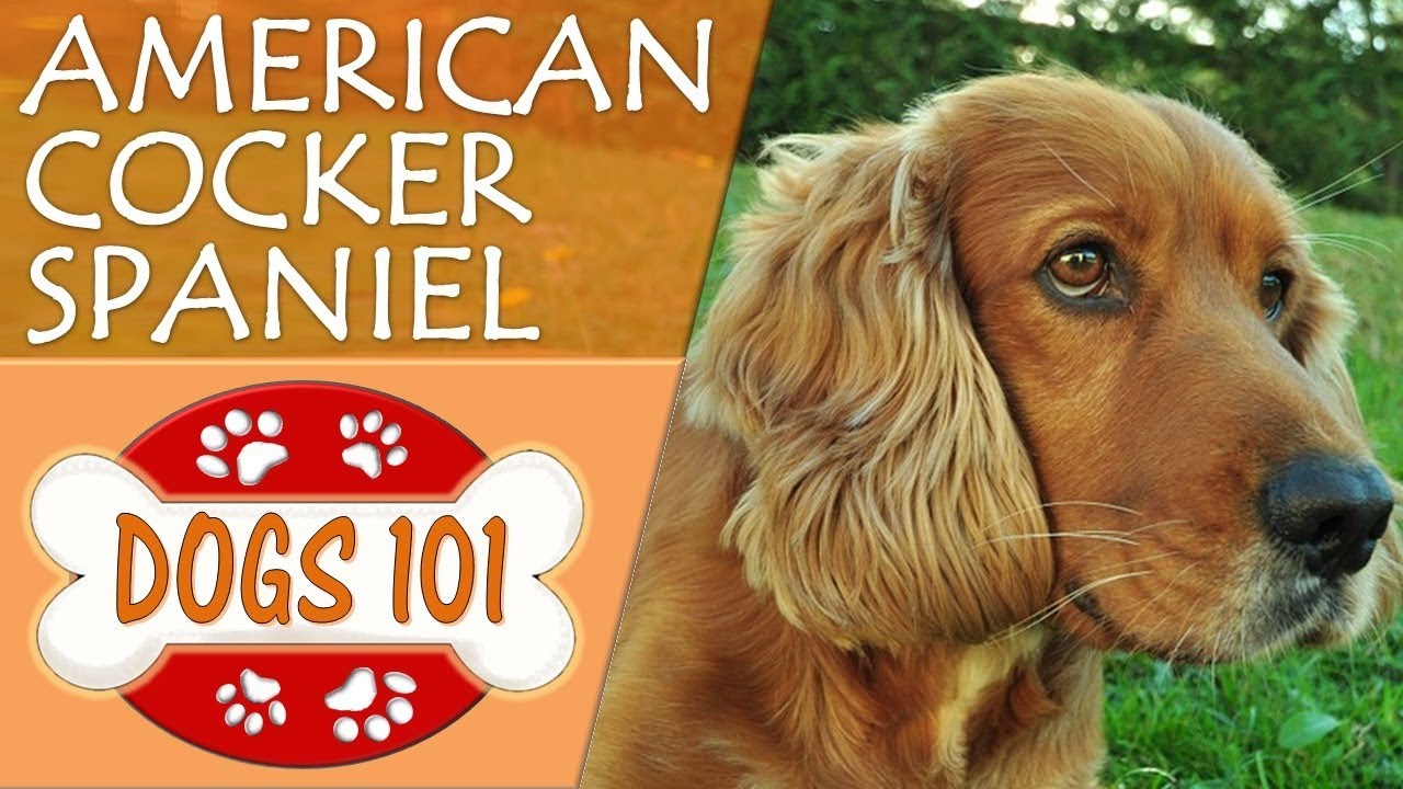 Dogs 101 - AMERICAN COCKER SPANIEL - Top Dog Facts About the AMERICAN COCKER SPANIEL