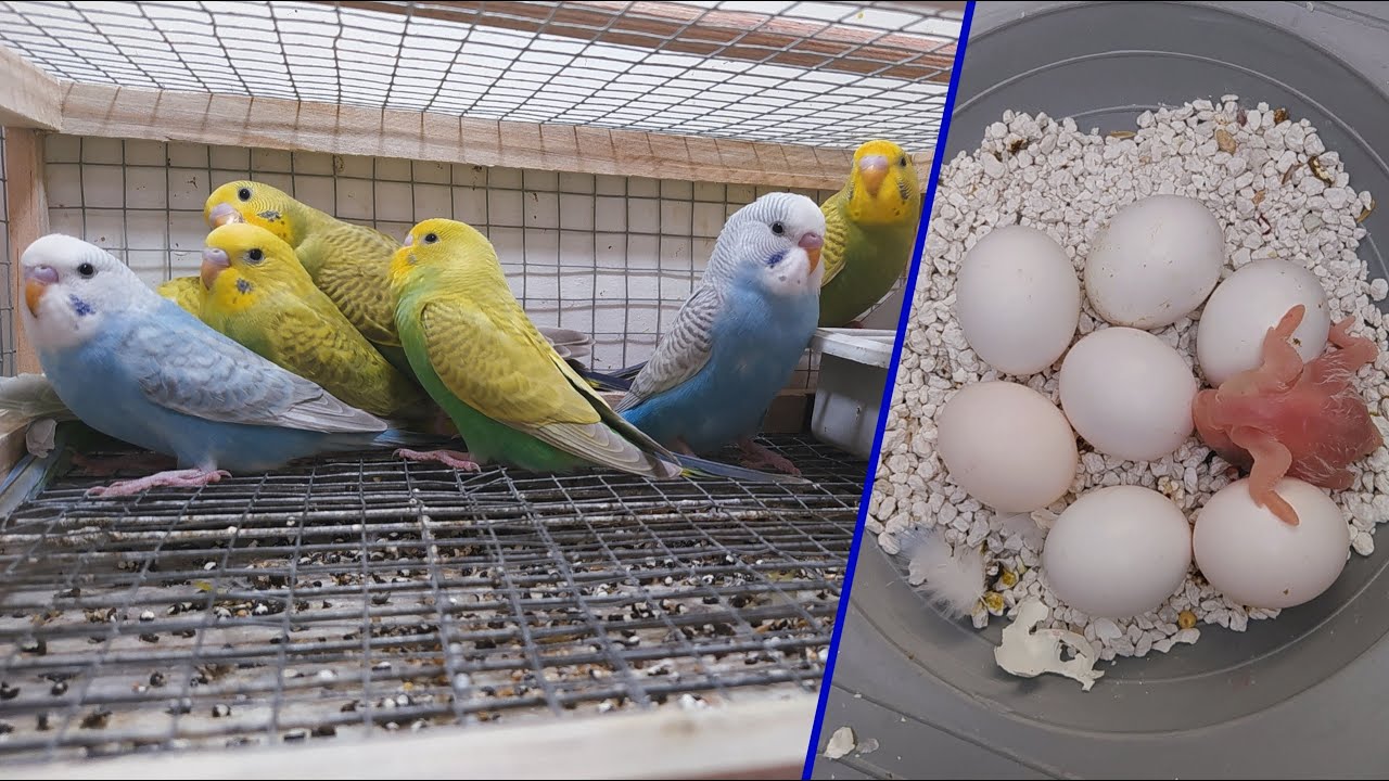 مراحل نمو فراخ البادجي من اول يوم فقس إلى ان اصبحة جاهزا للفطم #للبادجي_عشق