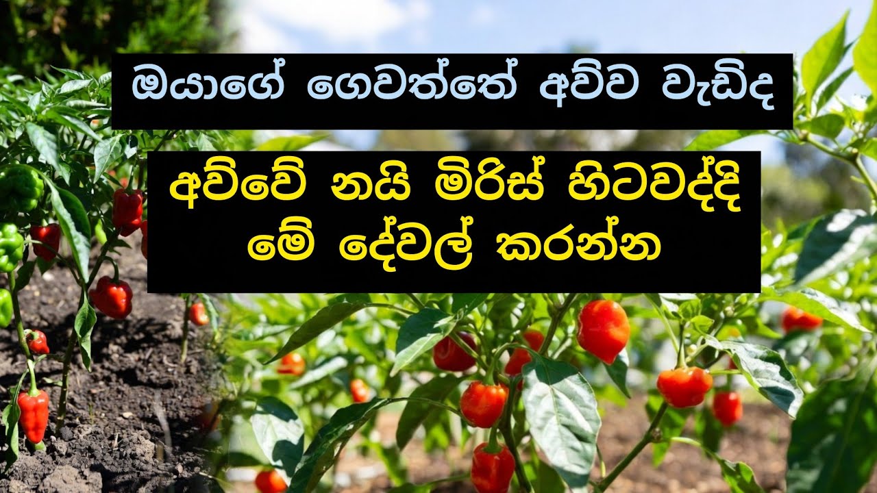 ඔයාගේ නයි මිරිස් පැළ අව්වට මැලවෙනවද? එහෙනම් මේ දේවල් අනිවාර්යයෙන්ම කරන්න. 🌱💚 #income #money 